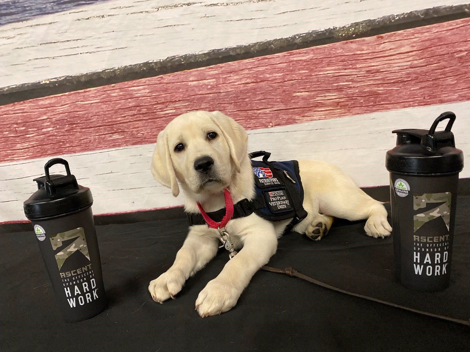 Patriot PAWS Service Dogs received $14,000 From Ascent Protein